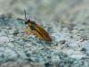 Athalia sp.